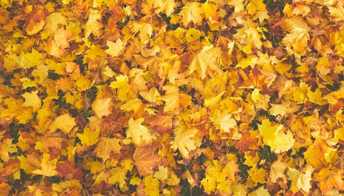 Fall and Your Outdoor Space – Making the Most of What the Season Offers Ultimate Academy Decorating Course